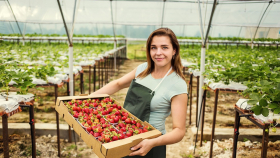 За пять лет производство плодов и ягод в России увеличилось более чем вдвое